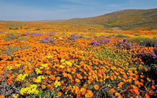 Farbenfrohe Wüste im Frühling in Namaqualand (Südafrika)