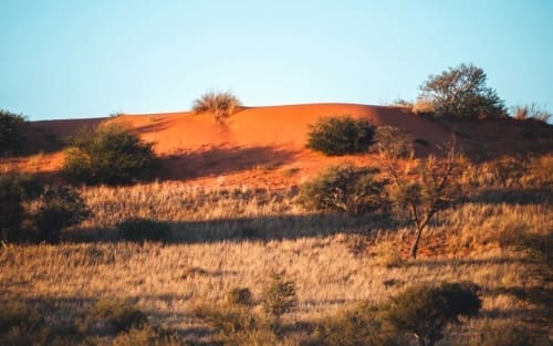 Kgalagadi Transfrontier National Park in Südafrika und Botswana