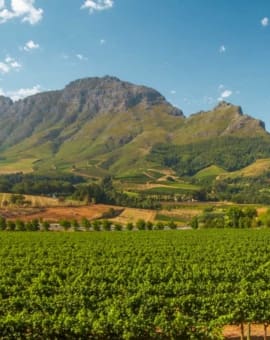 Weingüter Stellenbosch Südafrika