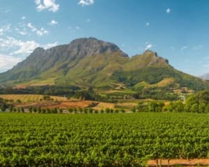 Weingüter Stellenbosch Südafrika