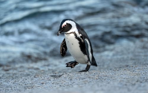 Freiwilligenarbeit Südafrika: Schutz von Pinguinen in Gansbaai
