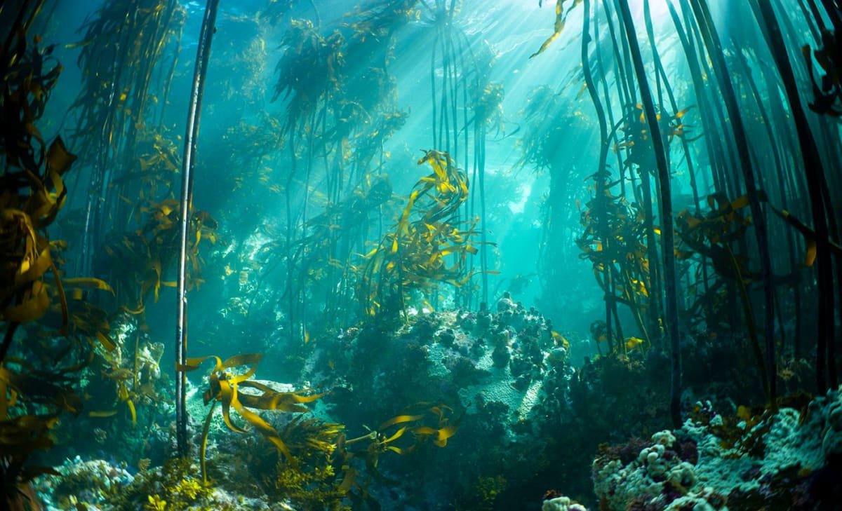 Kelp Forest in Simon's Town. Foto: Gunnar Oberhösel