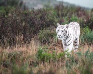 Tiger Canyon Private Game Reserve Südafrika weißer Tiger