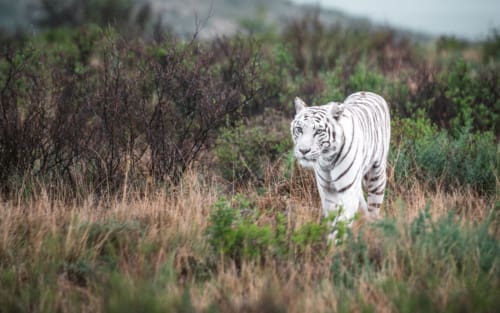 Kishindo Private Game Reserve Südafrika: Tiger Canyon und Cheetah Wild in der Karoo