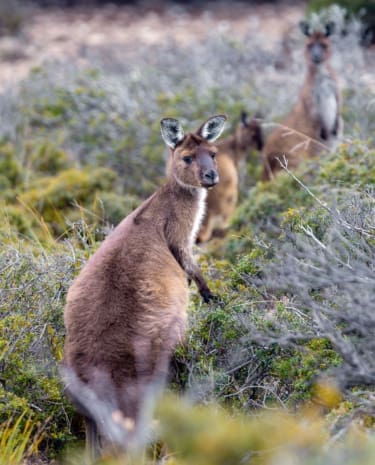 Kängurus auf Kangaroo Island