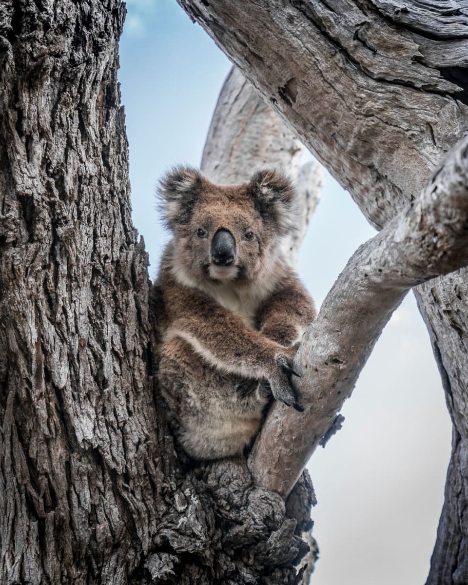 Mein Lieblingsbild eines Koalas: Aufgenommen an der Mikkira Station in Südaustralien