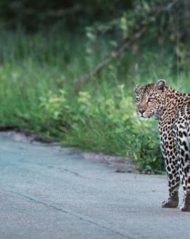 Kruger Nationalpark Routenvorschläge - Sichtung Leopard