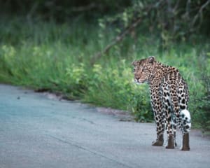 Kruger Nationalpark Routenvorschläge - Sichtung Leopard
