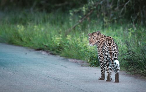 Kruger Nationalpark als Selbstfahrer: Routenvorschläge für 1 bis 7 Tage