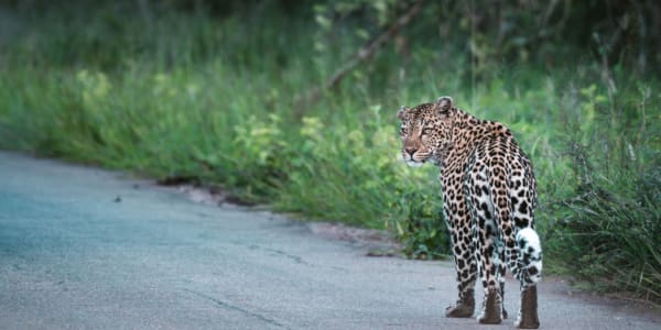 Kruger Nationalpark Routenvorschläge - Sichtung Leopard