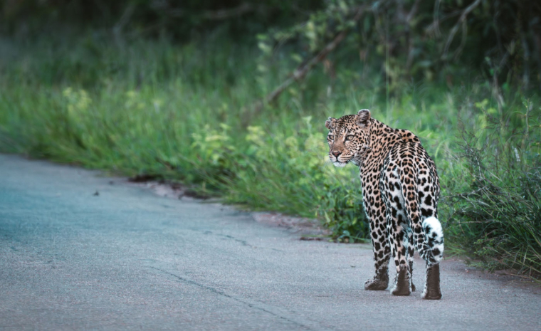 Kruger Nationalpark Routenvorschläge - Sichtung Leopard