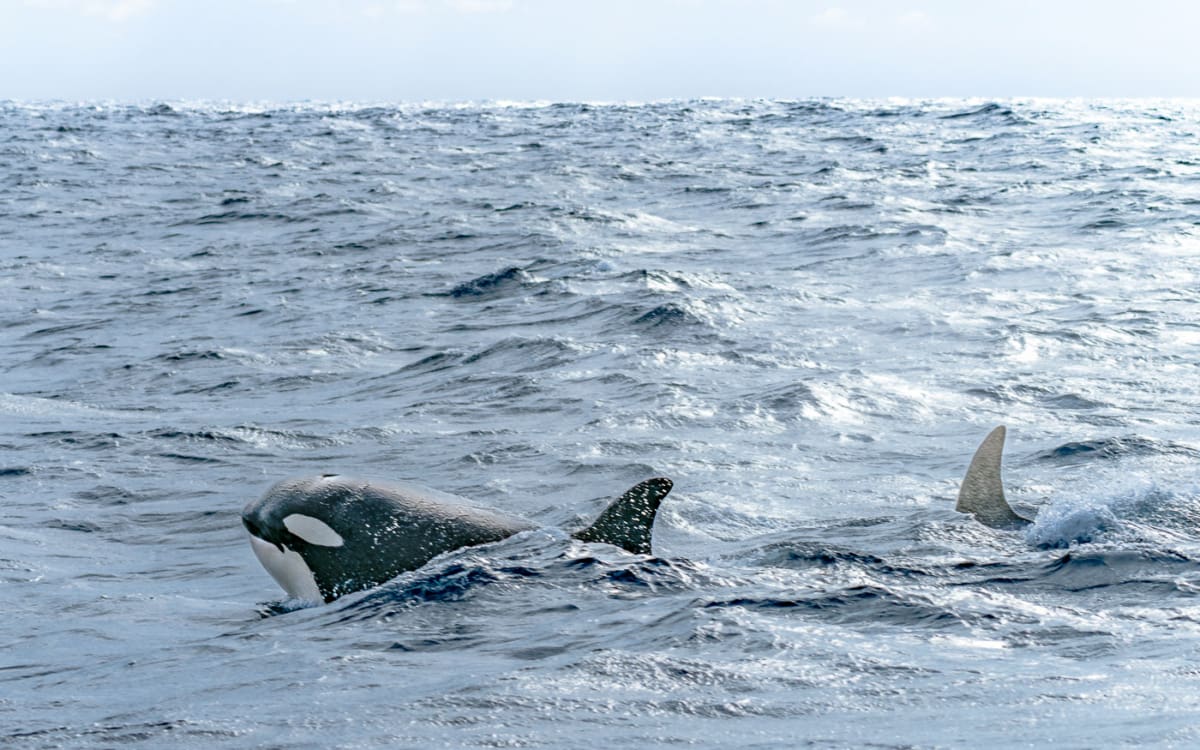 Orcas in Bremer Bay (Westaustralien)