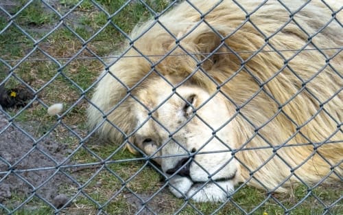 Panthera Africa Big Cat Sanctuary in Stanford, Südafrika