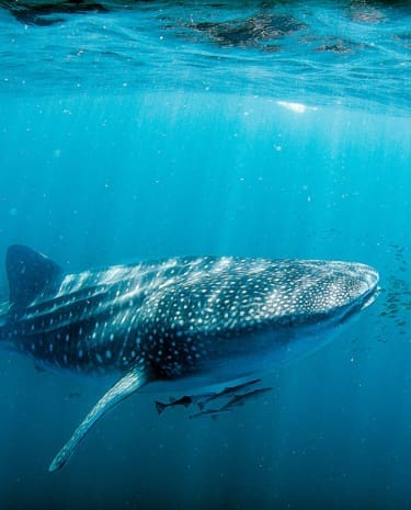 Bucket List Australien: Mit Walhaien schwimmen am Ningaloo Reef
