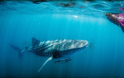 Australien Bucket List: 27 Dinge, die du in Australien machen musst