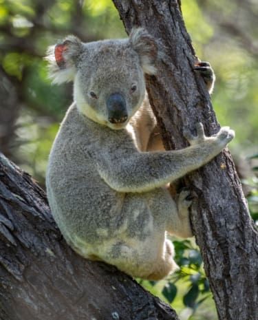 Magnetic Island in Queensland