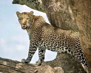 Serengeti Tansania Leopard Baum