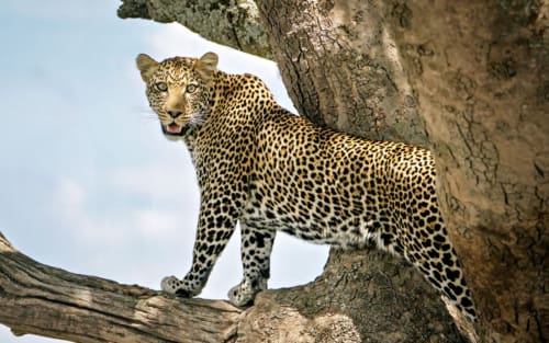 Die schönsten Nationalparks in Tansania: Meine Highlights & Tipps für deine Safari