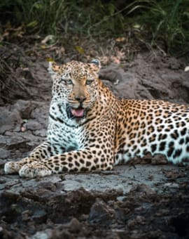 Südafrika Reiseblog Leopard