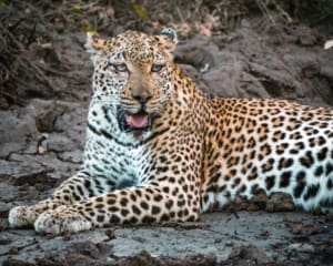 Südafrika Reiseblog Leopard