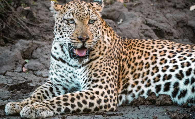 Südafrika Reiseblog Leopard