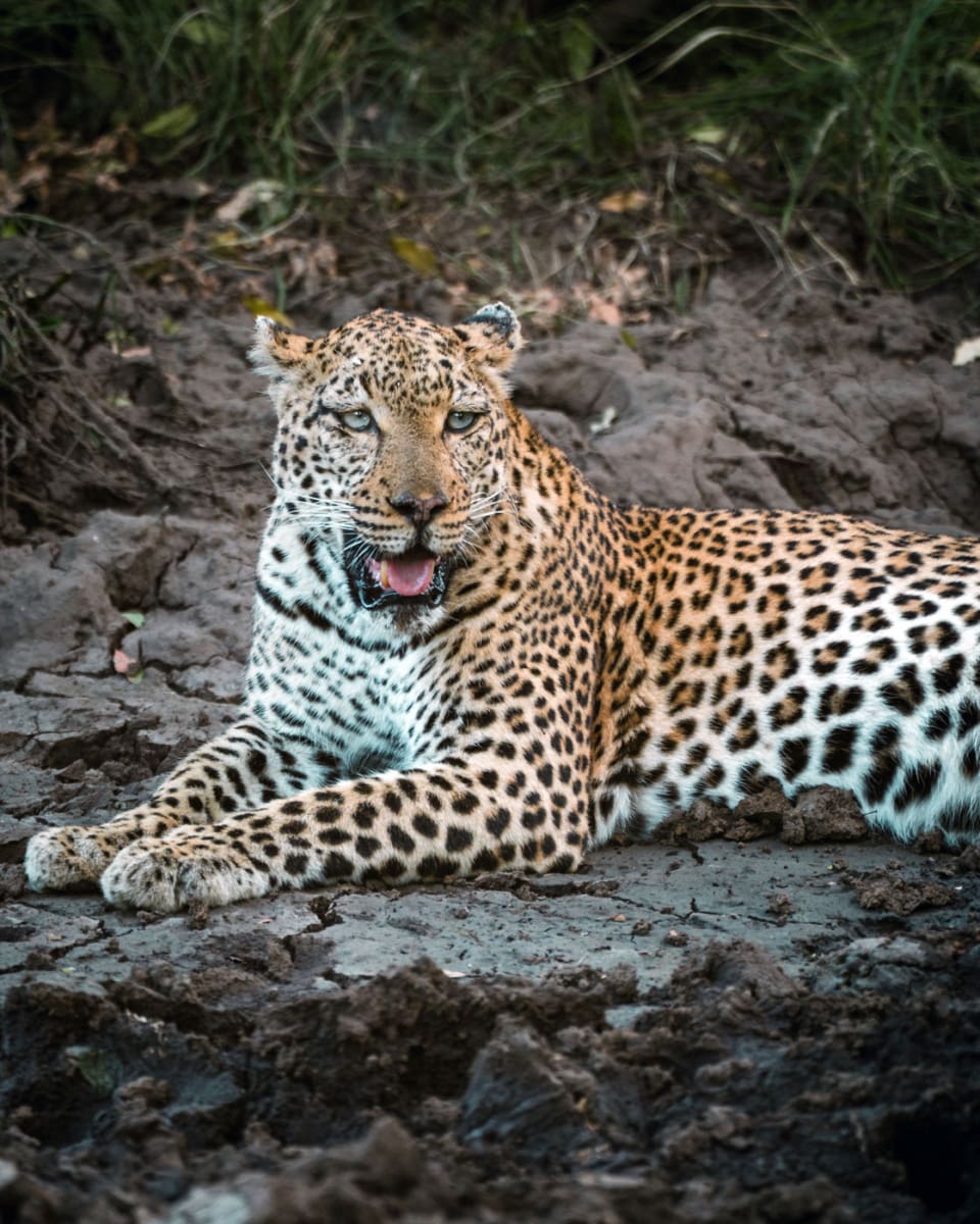 Südafrika Reiseblog Leopard