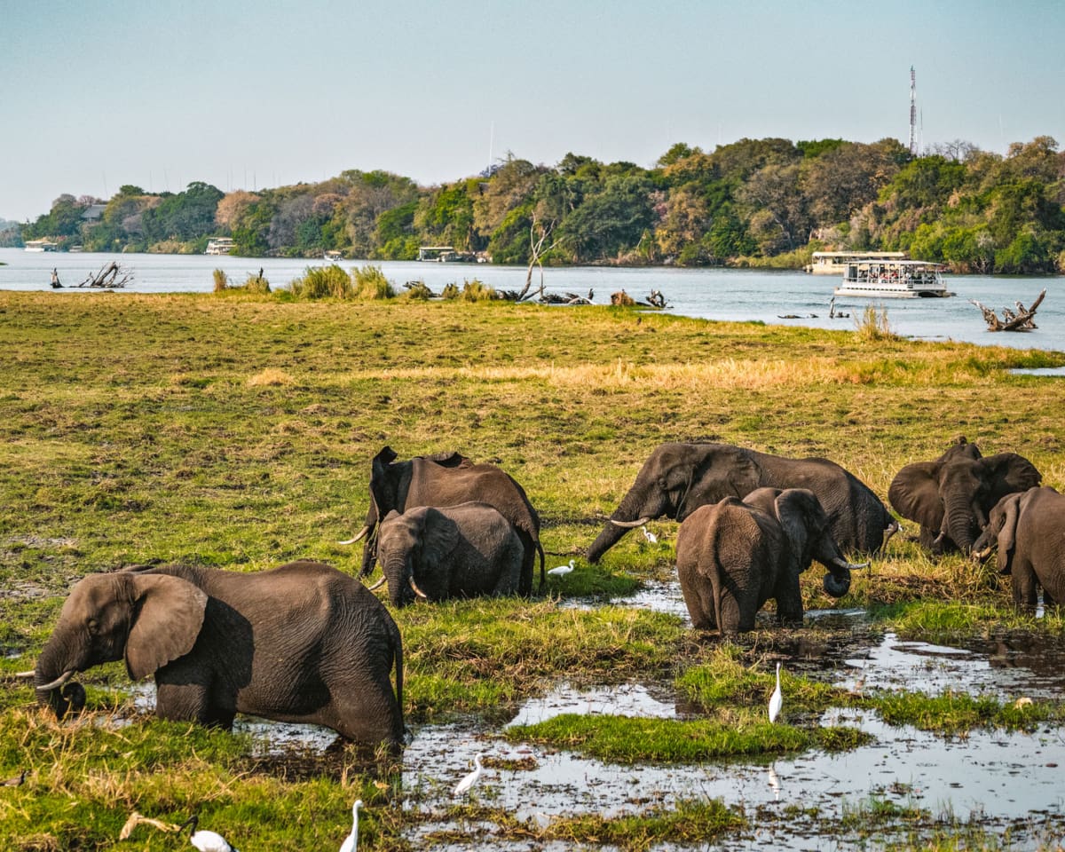 Chobe Nationalpark Botswana Elefanten