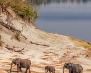 Beste Reisezeit für Botswana: Tiere und Safari