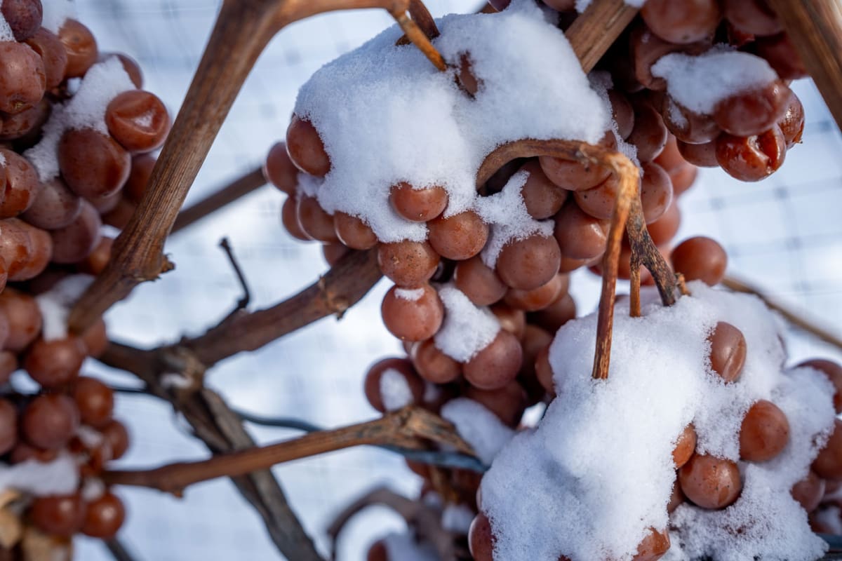 Eiswein in Ontario: Inniskillin Weingut in Niagara-on-the-Lake
