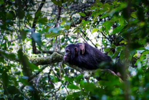 Uganda Sehenswürdigkeiten: Unsere Highlights mit den schönsten Nationalparks
