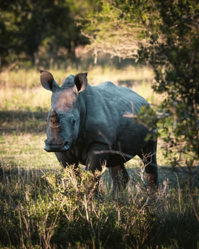 Babanango Game Reserve: Safari-Geheimtipp im Herzen des Zululands