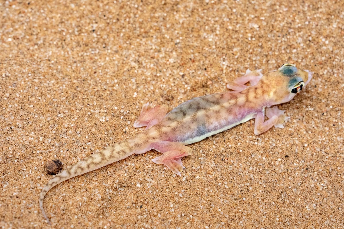 Eigentlich nachtaktiv: Palmatogecko