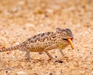 Wüstenchamäleon bei der Living Desert Tour in Swakopmund in Namibia