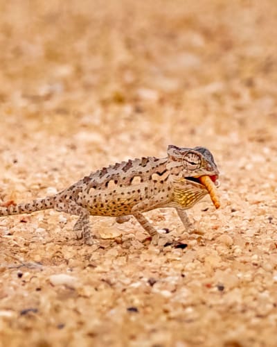 Living Desert Tour in Swakopmund: Auf der Suche nach den Little Five der Namib-Wüste