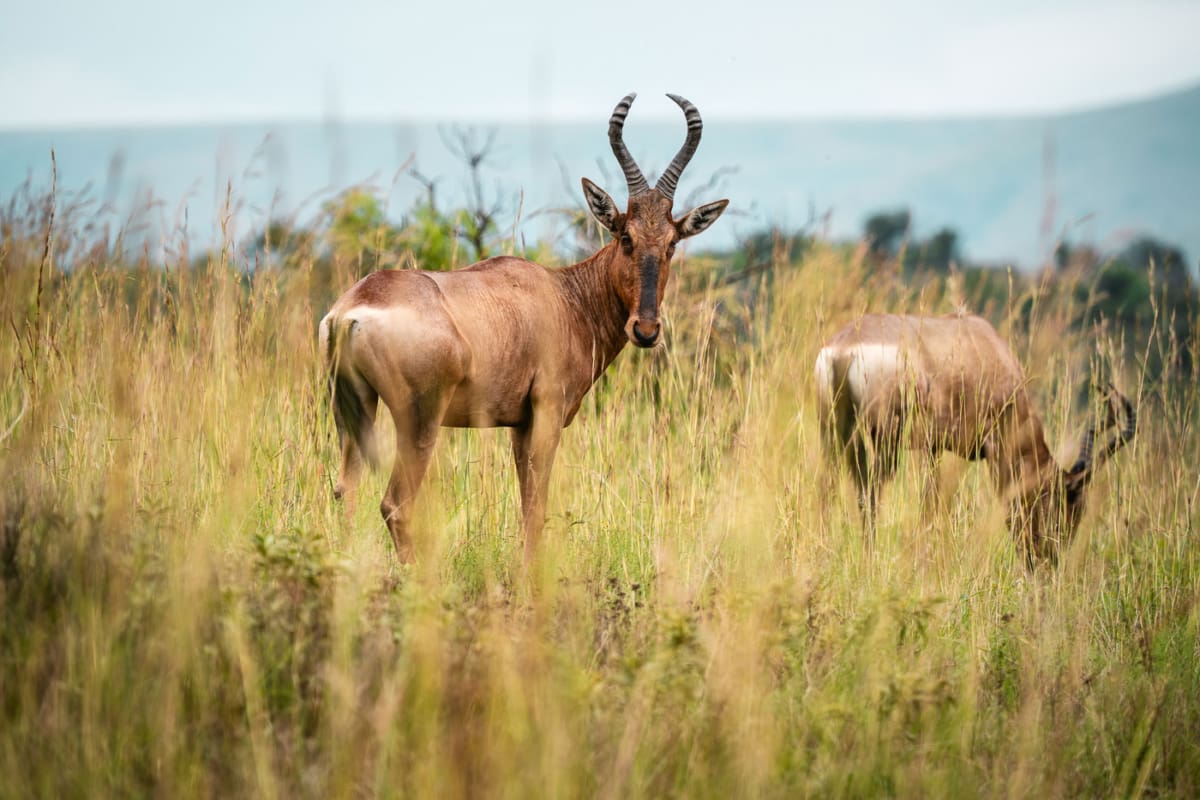 Red Heartebeest