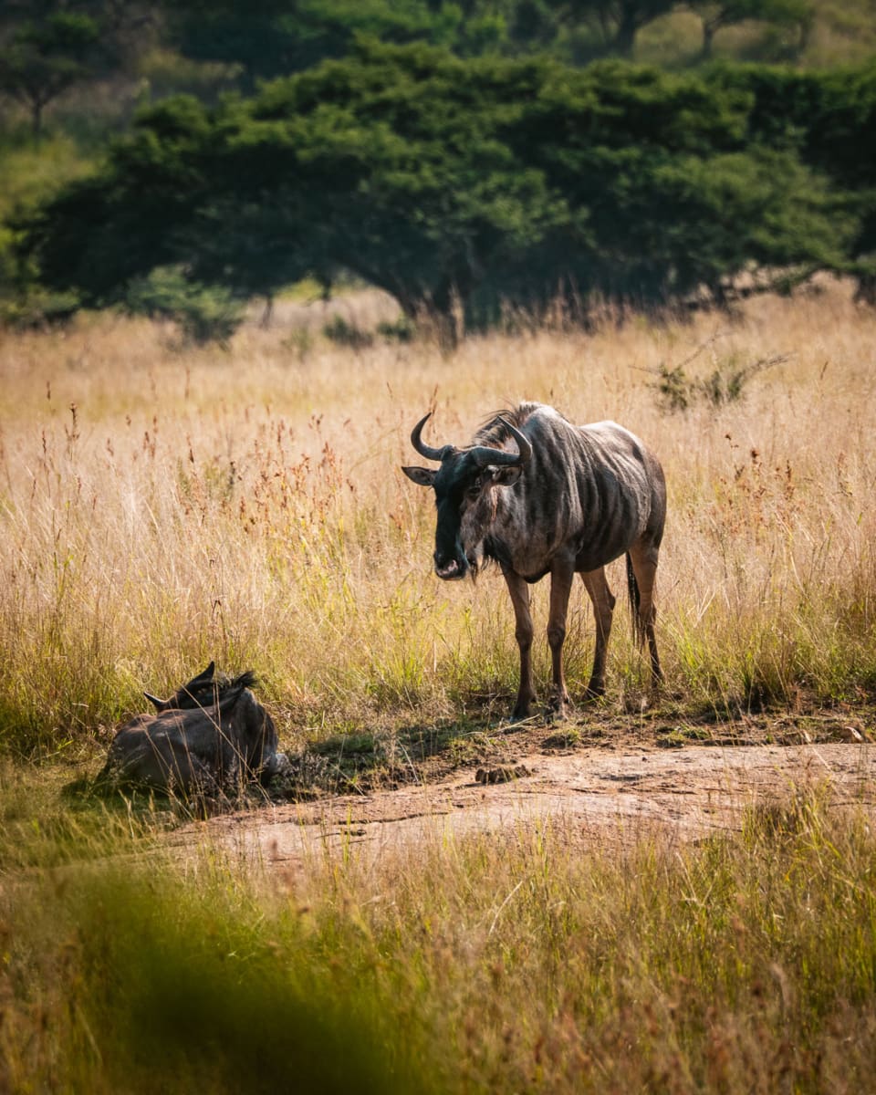 Gnu mit Jungem, das sich ausruht