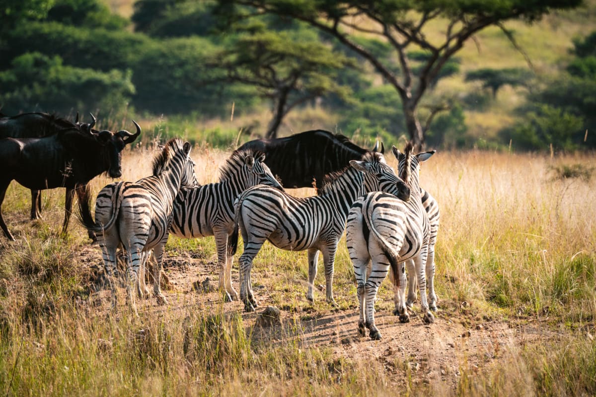 Zebras und Gnus trifft man häufig gemeinsam an