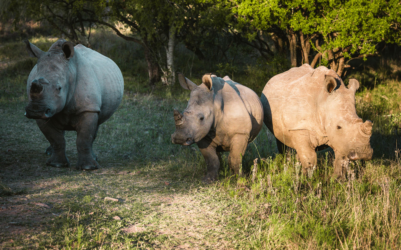 Erfahrung im Babanango Game Reserve: Big Five Safari ohne Malaria-Risiko
