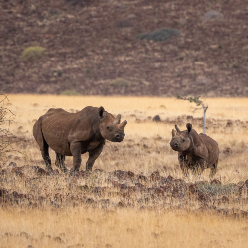 Wilderness Desert Rhino Camp: Nashorn-Tracking im Damaraland