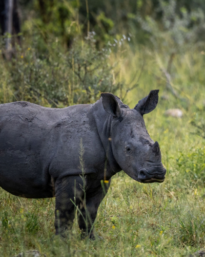 Ghaub Gästefarm: Mein Erlebnis beim Rhino Tracking & Campsite