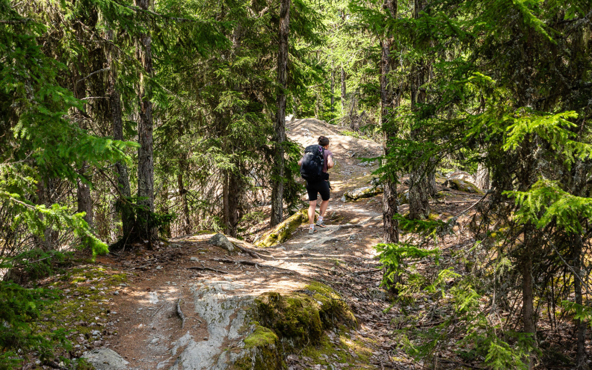 Hier riechts super: Aufstieg im Aletschwald.
