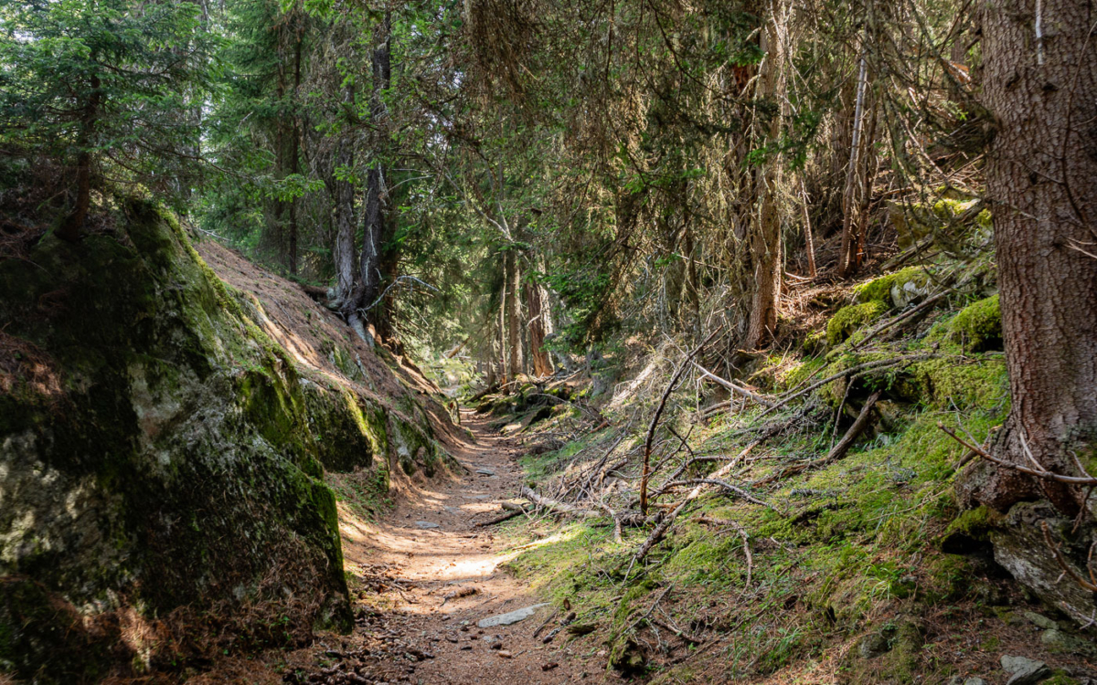 Verwunschener Aletschwald