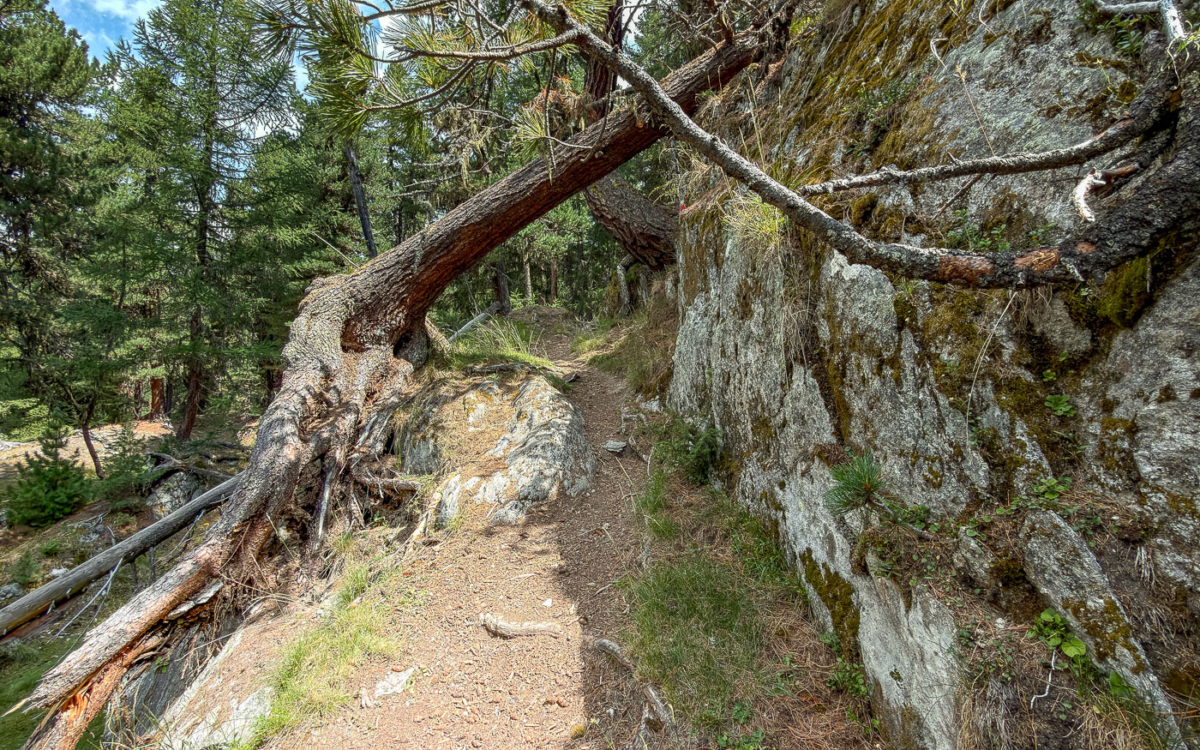 Fast am Zeil, die letzten Serpentinen im Aletschwald warten.