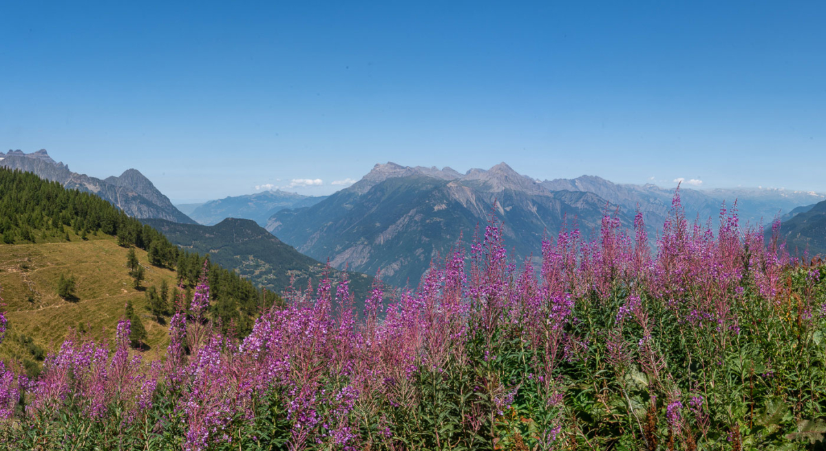 Mittagspause mit Aussicht an der Hütte Alpage de Bovine (1.987 m), mit Blick hinunter nach Martigny. Hallo Schweiz.