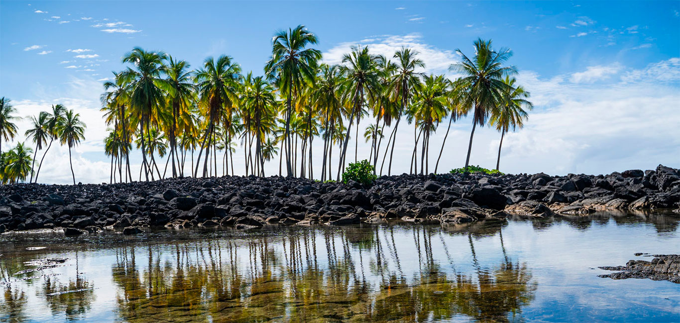 Palmen im Pu'uhonua O Hōnaunau National Historical Park