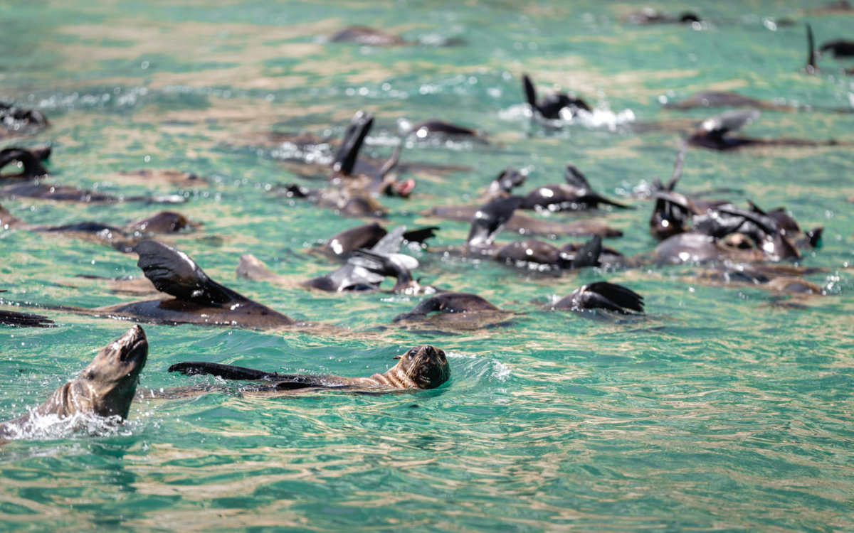 Cape Fur Seals im Robberg Nature Reserve bei einer Bootstour ab Plettenberg Bay