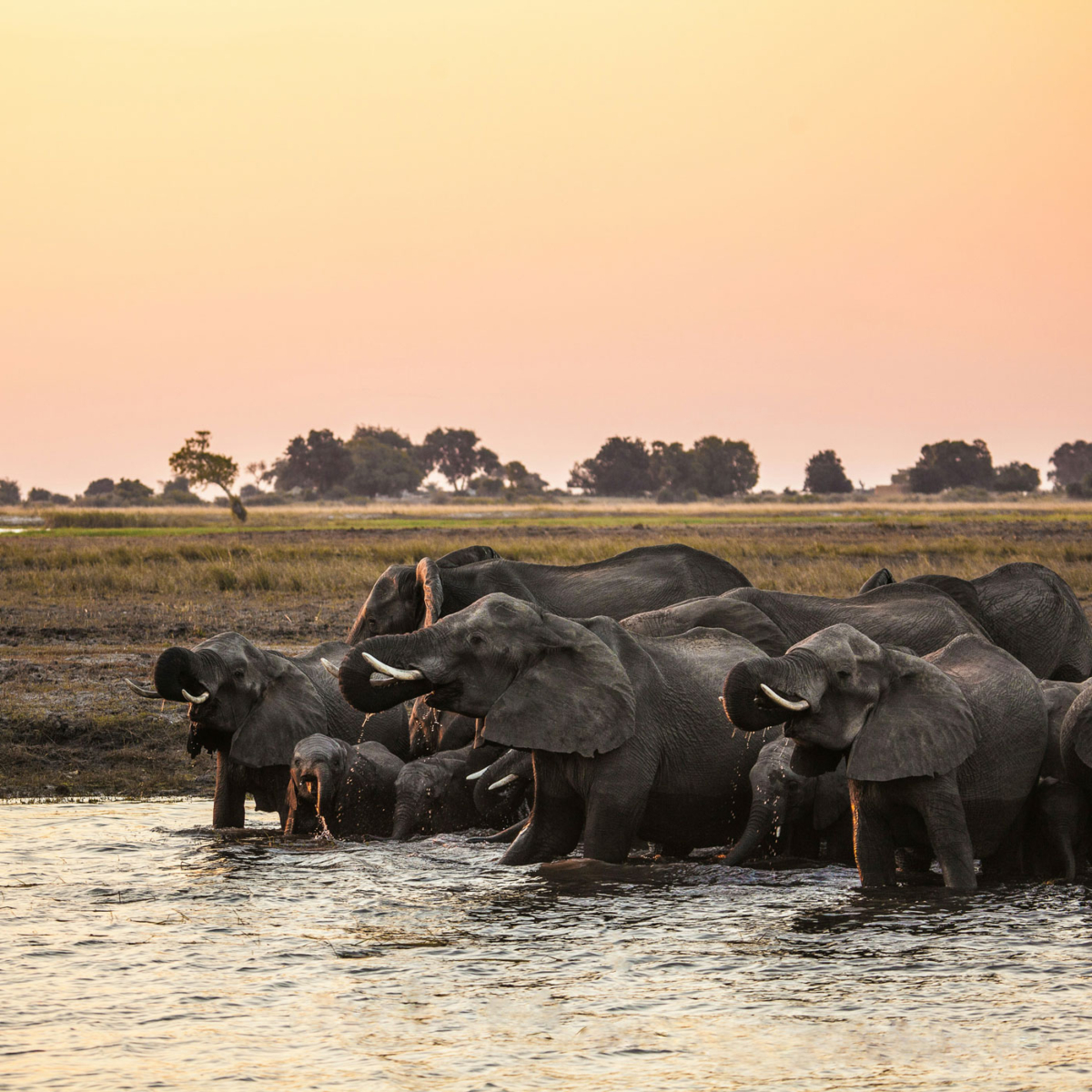 Elefanten an der Chobe Riverfront in Botswana