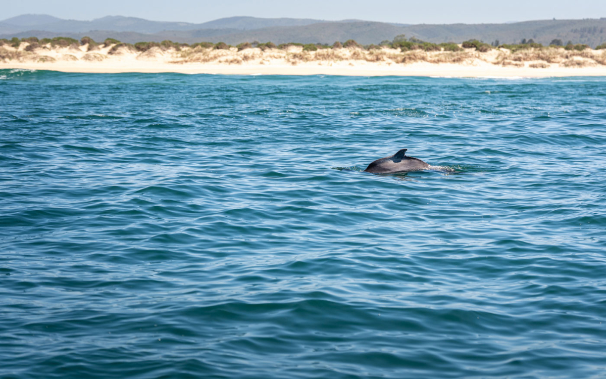 Delfin bei der Bootstour mit Blue Ocean Adventures in Plettenberg Bay