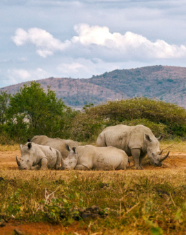 Hluhluwe iMfolozi Nationalpark
