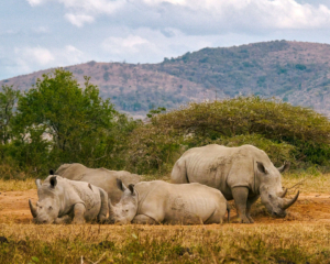Hluhluwe iMfolozi Nationalpark